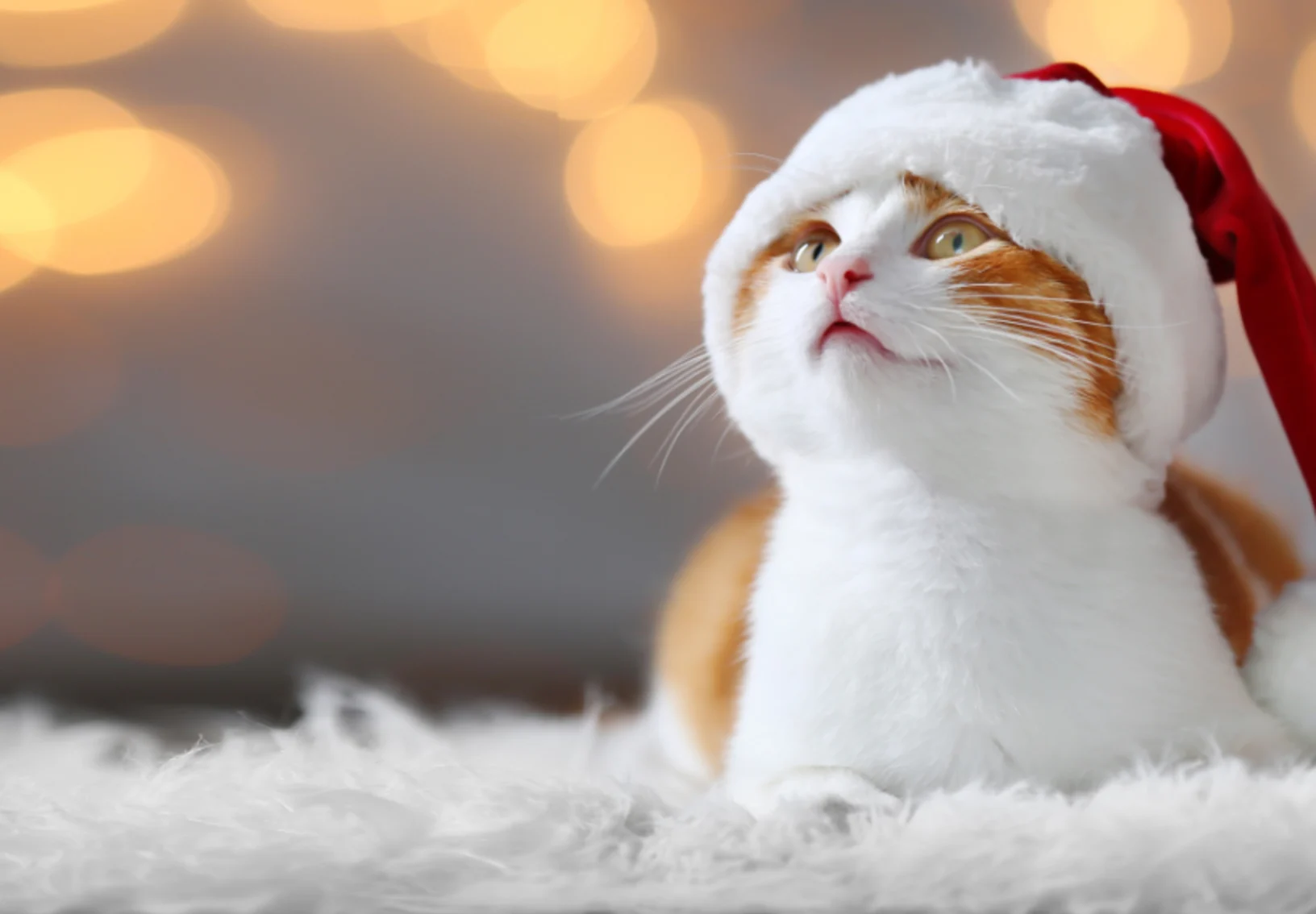 Cat with a Santa Hat